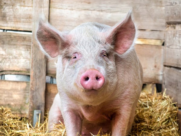 猪浓缩料的配方推荐，有助于乳猪健康成长